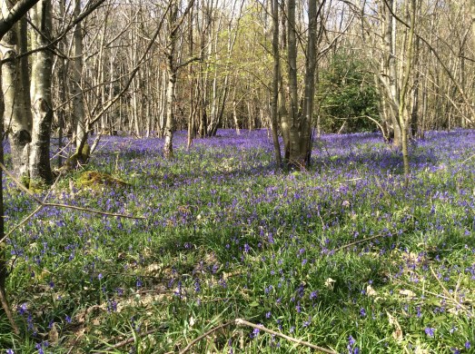 Bluebell woods on a run